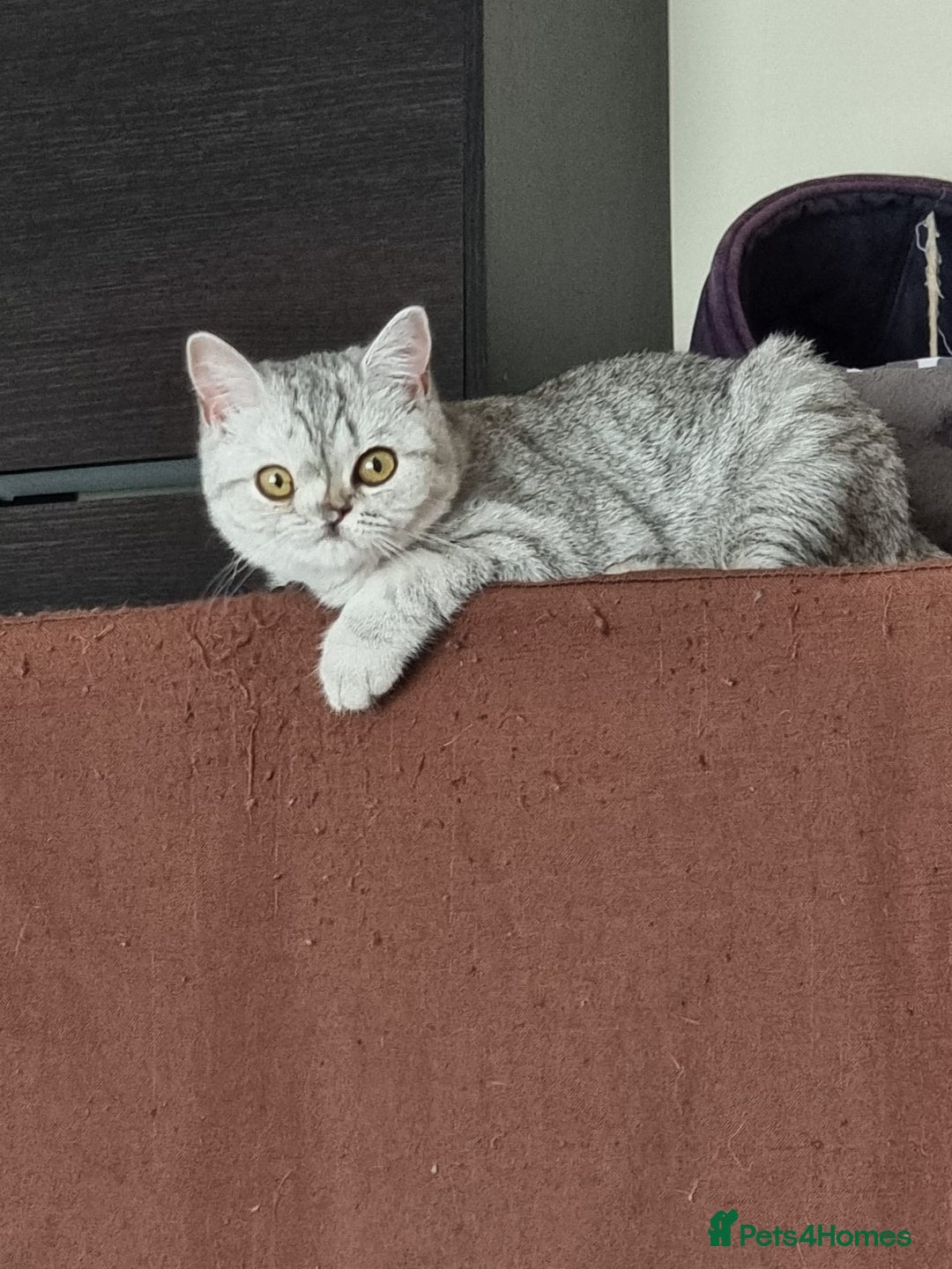 British Shorthair cats for sale: Silver Tabby Classic 5 Months Old GCCF Pedigree - Image 2