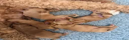 Australian Labradoodle dogs for sale: Multigenerational Australian Labradoodle Puppies - Advert 9