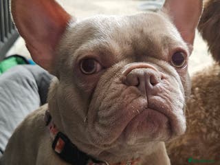 French Bulldog dogs Prada female kennel club tiny girl - Advert 10