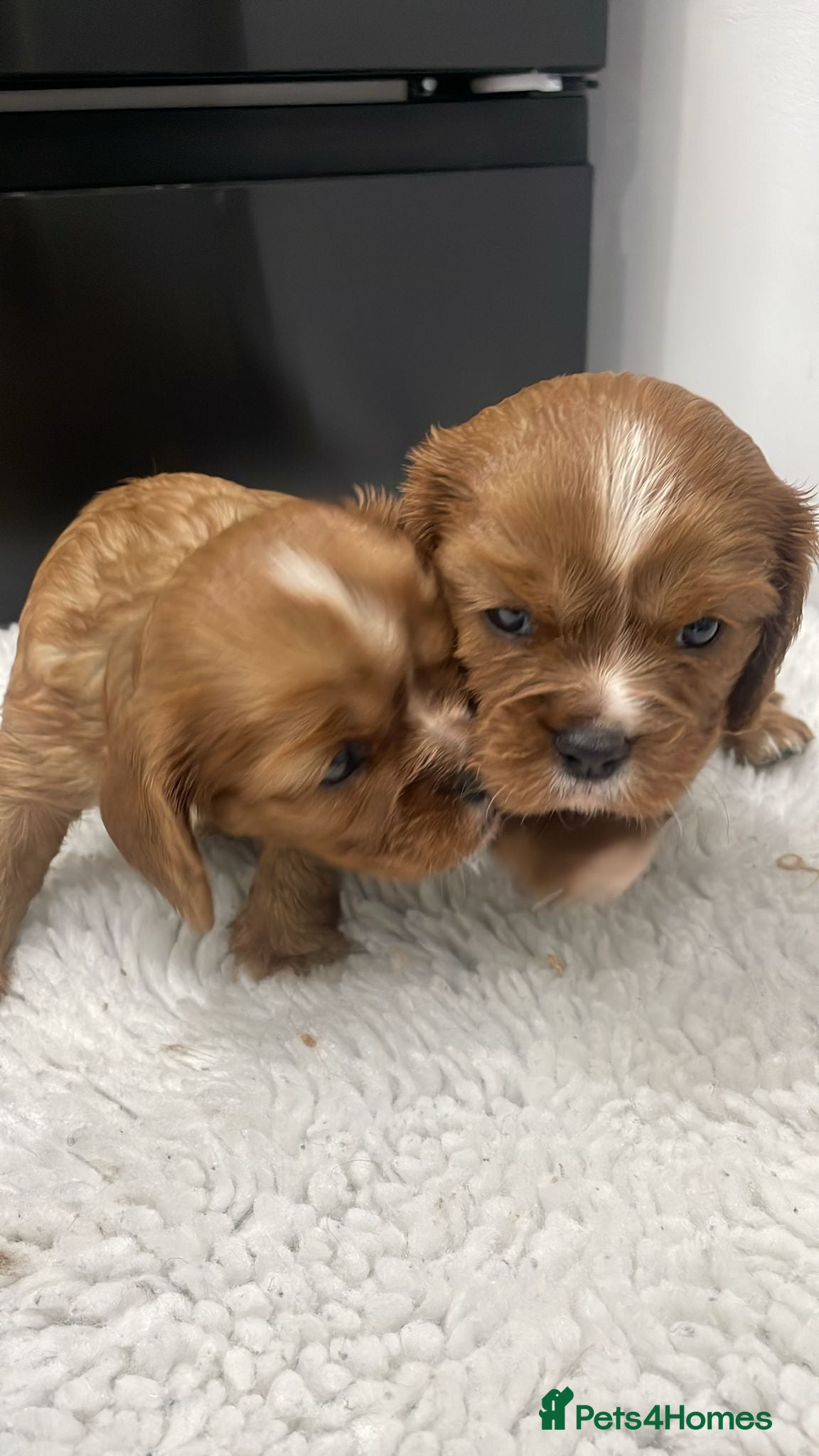 Cavalier King Charles Spaniel dogs Cavalier King Charles puppies - Advert 2