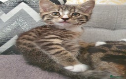 Mixed Breed cats for sale: The three musketeers are looking for new homes - Image 30