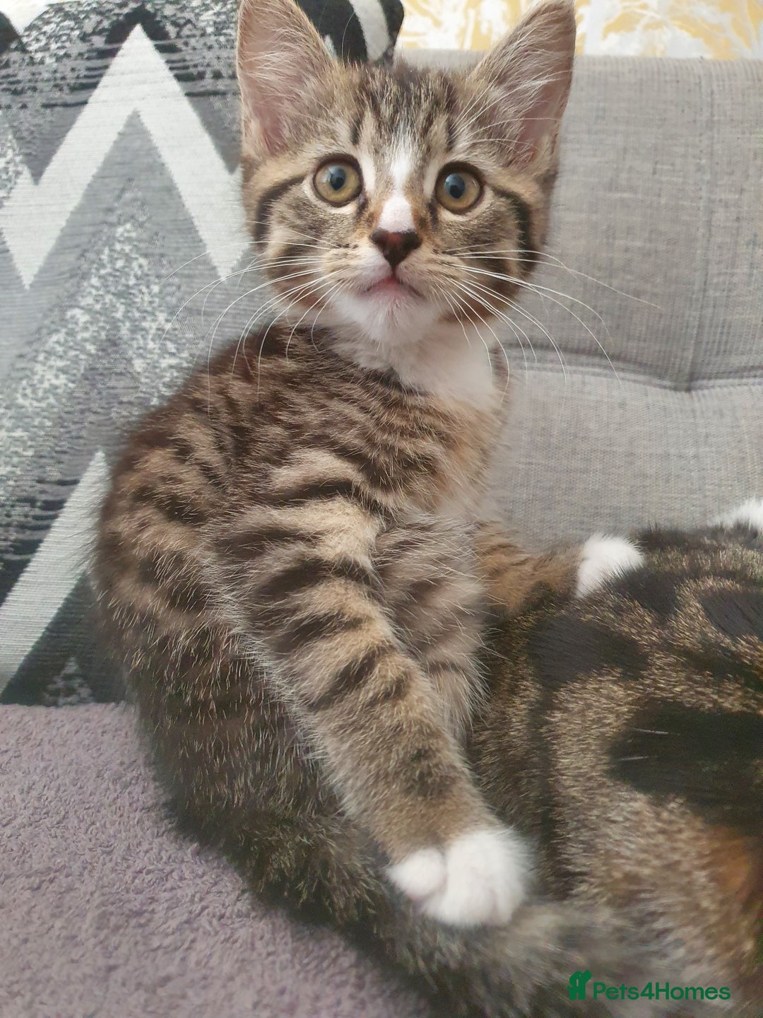 Mixed Breed cats for sale: The three musketeers are looking for new homes - Image 30