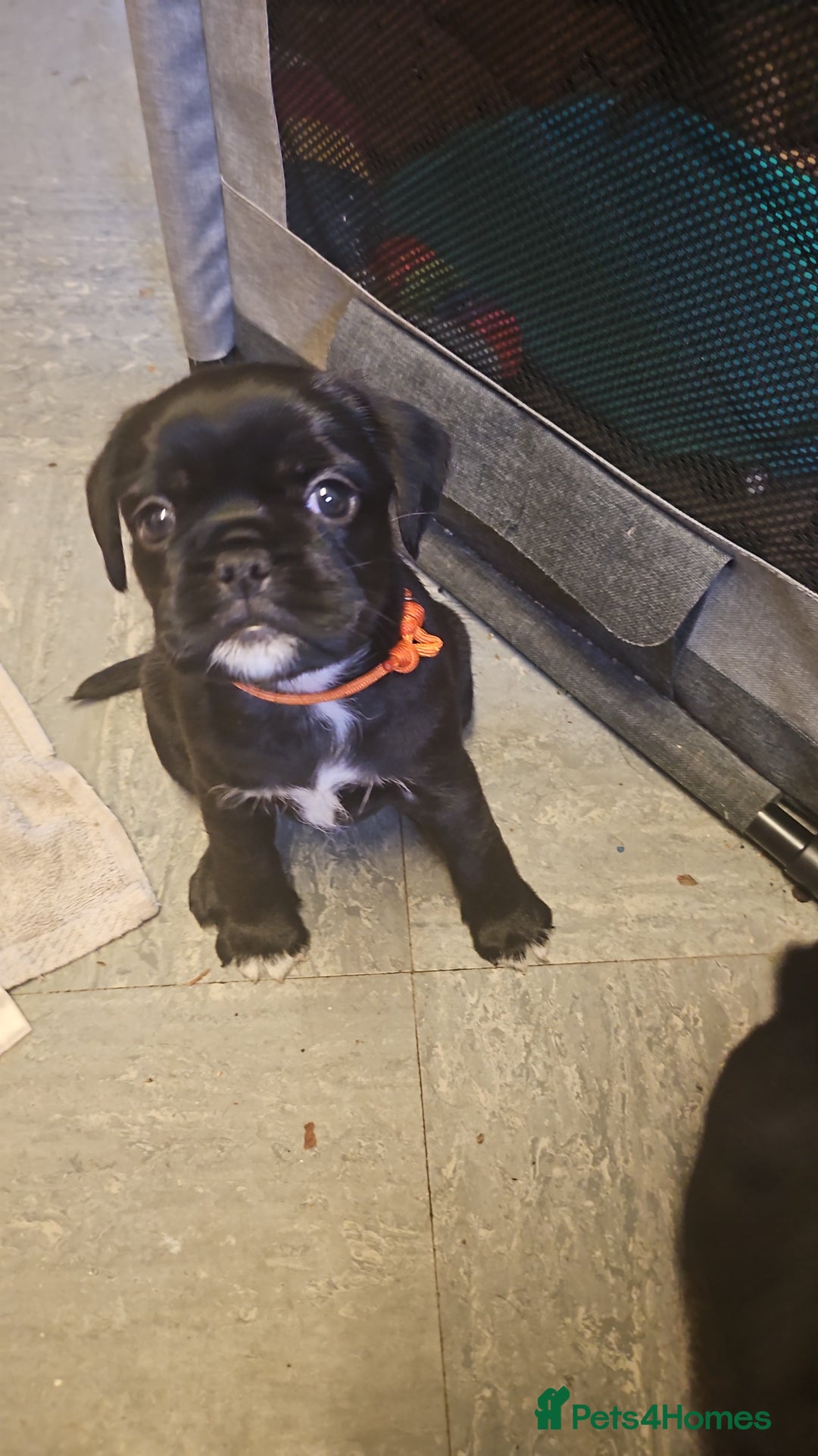 Mixed Breed dogs for sale: Reduced to 400 - Image 12