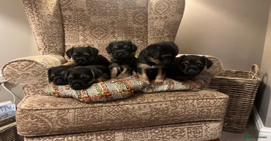 Border Terrier dogs - Advert 13