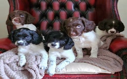 English Springer Spaniel dogs for sale: KC Registered English Springer Spaniels  - Image 1