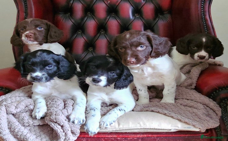 English Springer Spaniel dogs - Advert 1