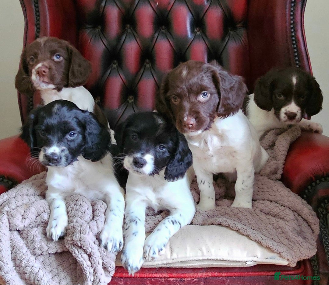 English Springer Spaniel dogs for sale: KC Registered English Springer Spaniels  - Image 1
