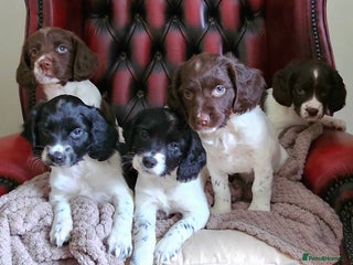 English Springer Spaniel dogs - Advert 4