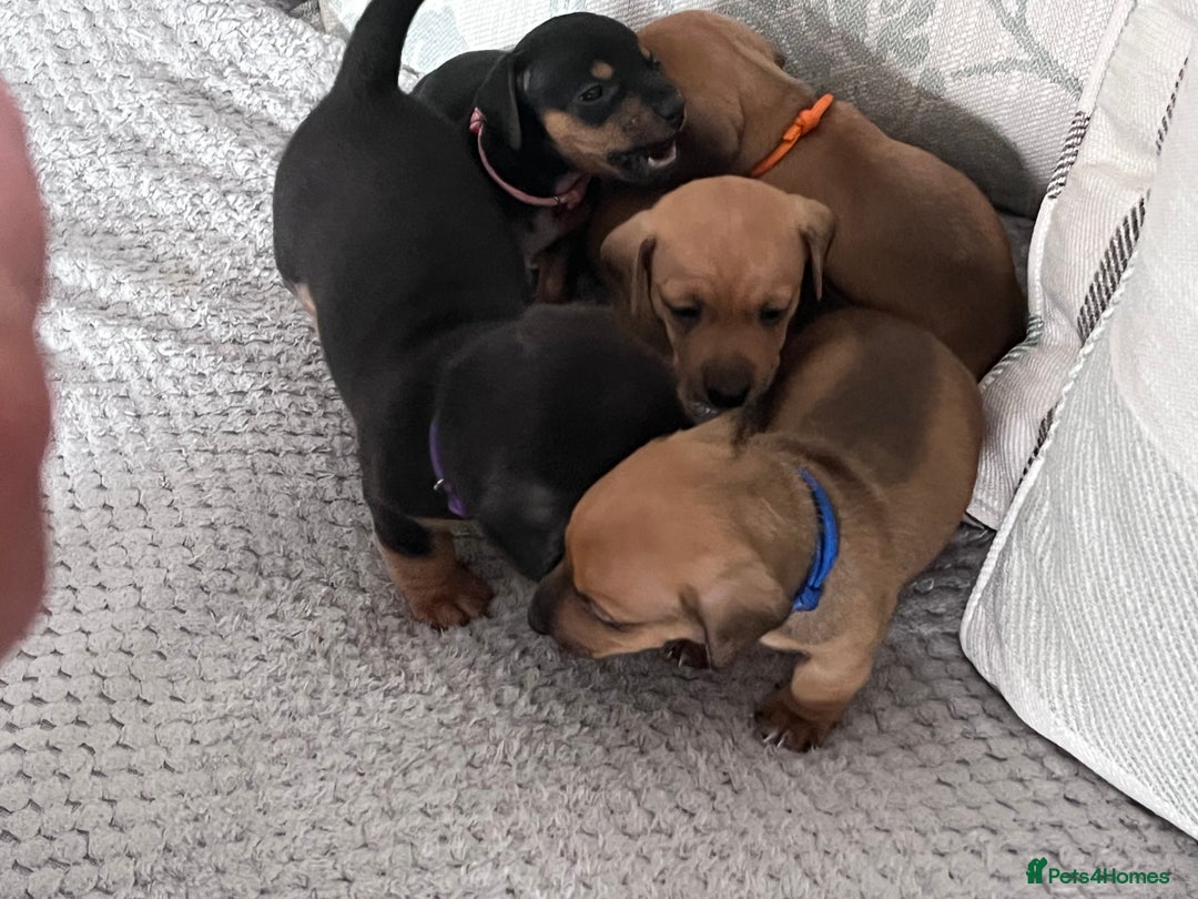Mixed Breed dogs for sale: 5 Jack Russell x miniature dashound puppies £800 - Image 17
