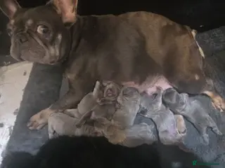 French Bulldog dogs French bulldog puppies - Advert 11
