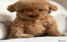 Miniature Poodle dogs for sale: 4 gorgeous miniature girl poodles - Advert 8