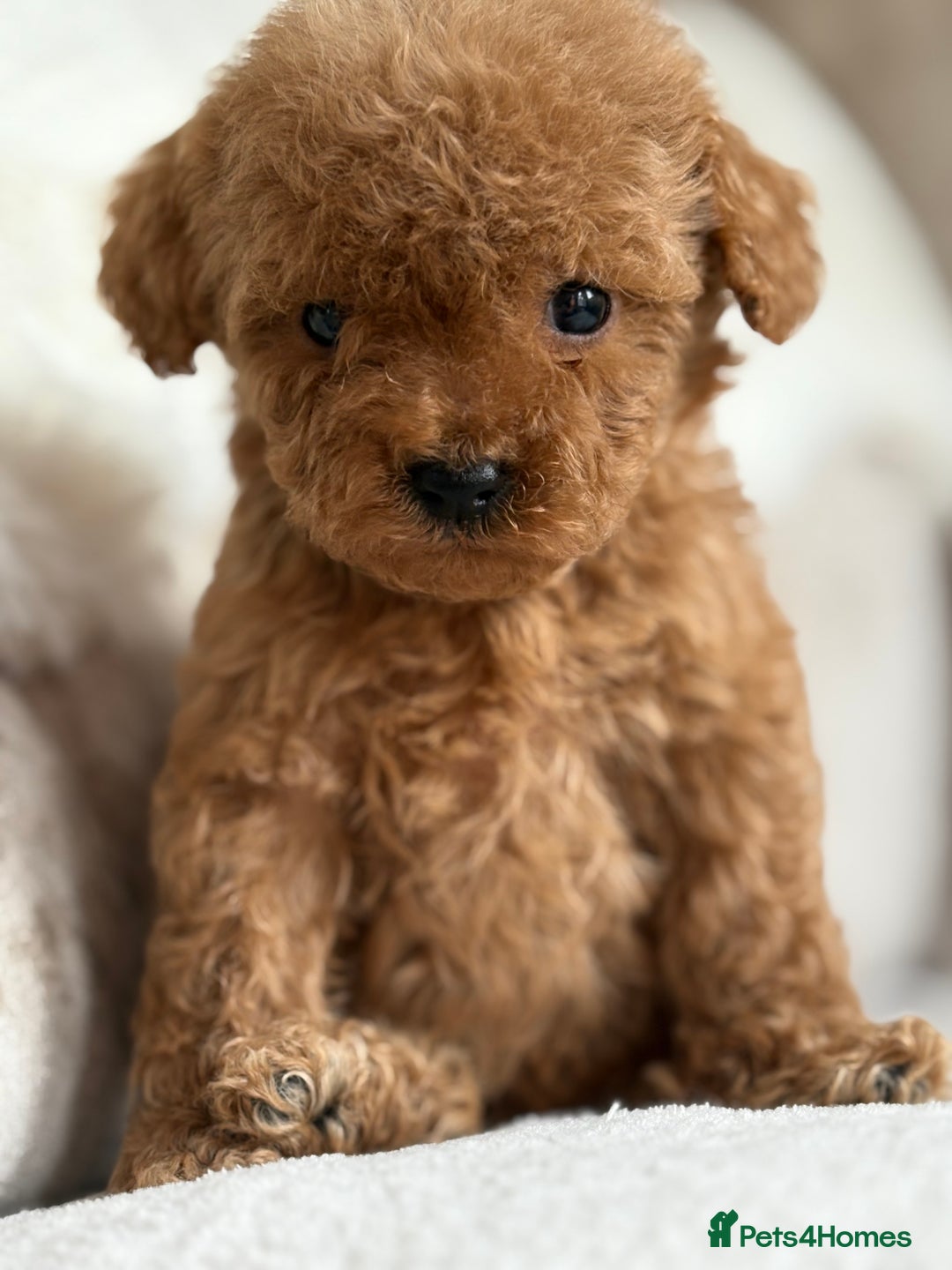Miniature Poodle dogs for sale: 4 gorgeous miniature girl poodles - Advert 8