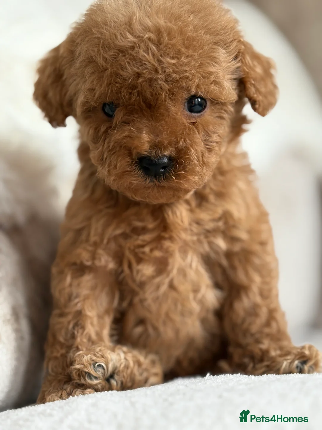 Miniature Poodle dogs for sale: 4 gorgeous miniature girl poodles - Advert 8