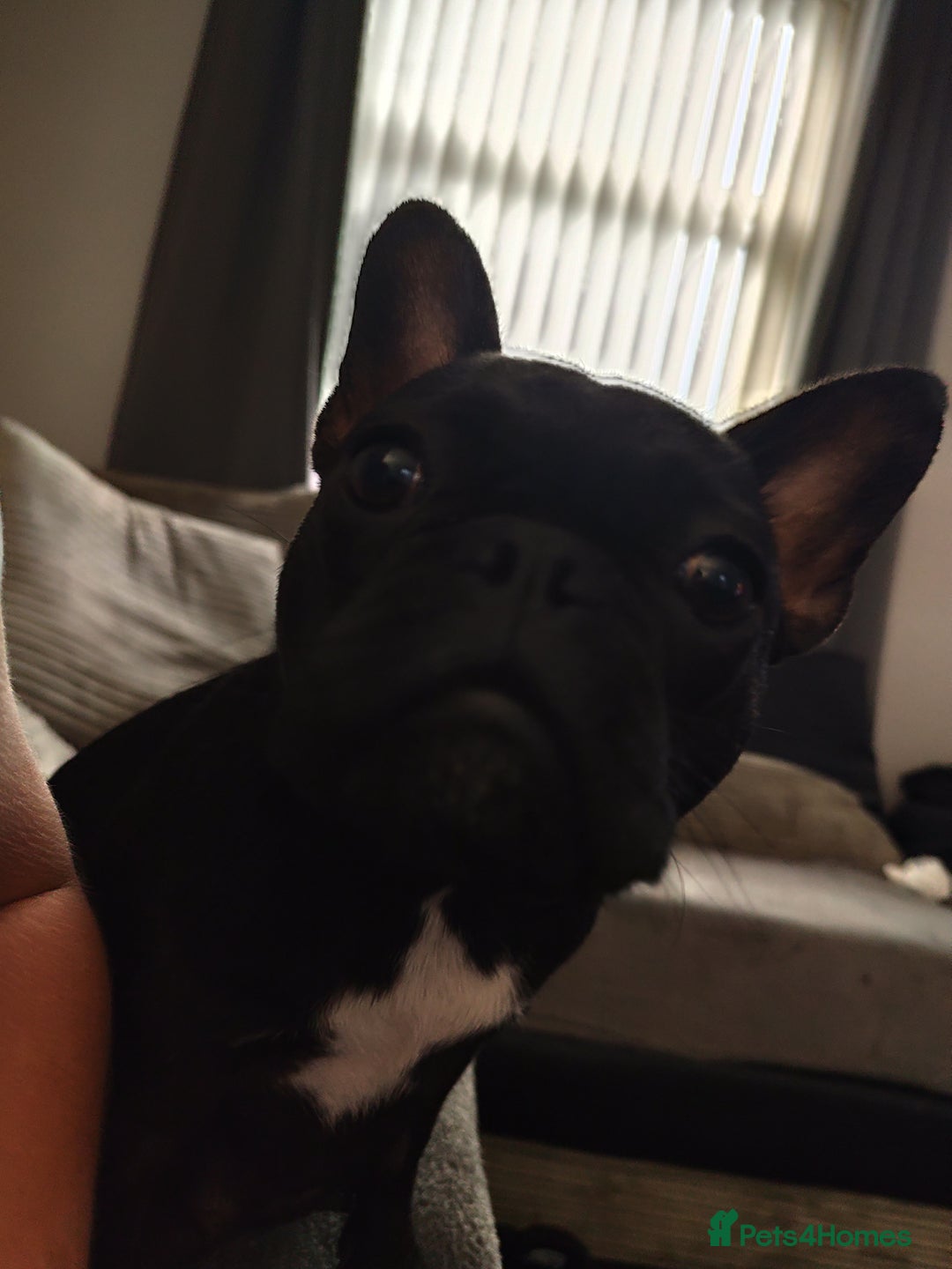 French Bulldog dogs for sale: French bulldog puppy READY TO LEAVE NOW - Advert 8