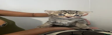 British Shorthair tabby kitten
