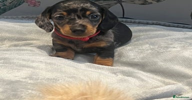Miniature Dachshund dogs - Advert 3