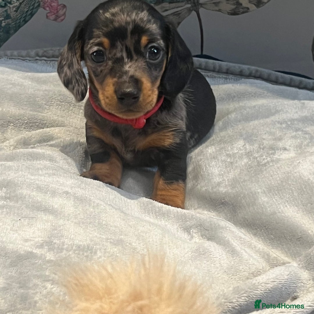 Miniature Dachshund dogs for sale: Stunning kc reg miniature dachshunds  - Image 2