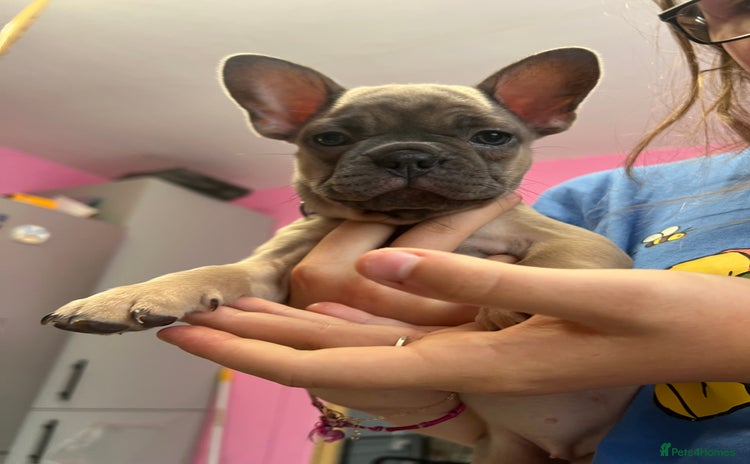 French Bulldog dogs - Advert 9