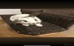 Dutch rabbits for sale: Dutch bunny - Image 2