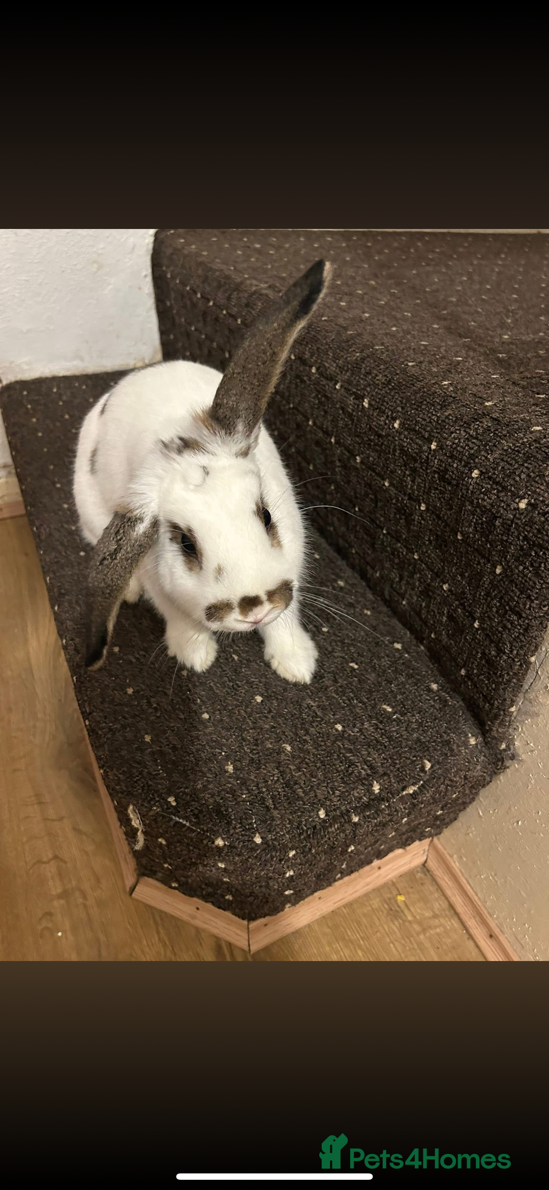 Dutch rabbits for sale: Dutch bunny - Image 2