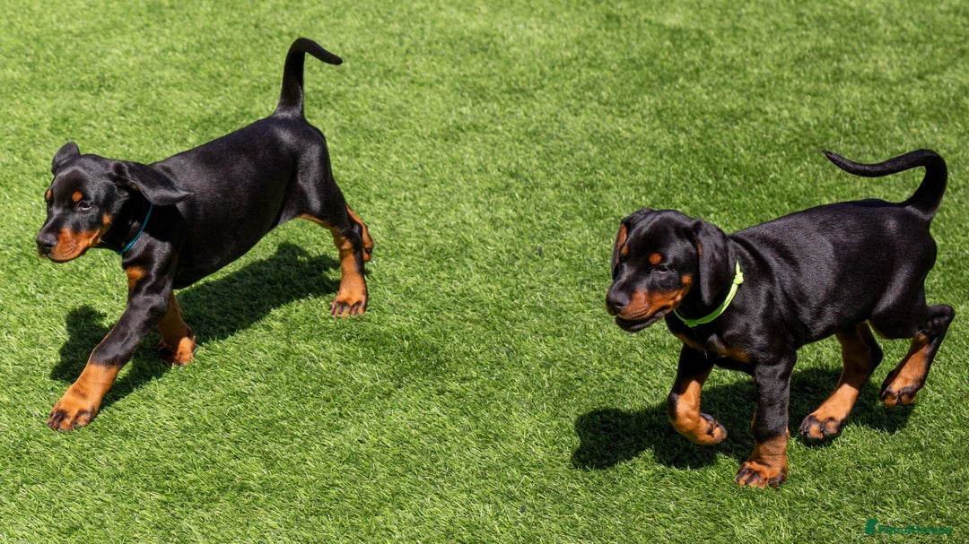 Dobermann dogs for sale: KC DOBERMANN BREEDER in Caerphilly - Image 4