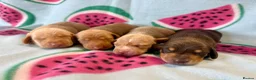 Miniature Dachshund dogs for sale: Kc Reg Smooth Haired Miniature Dachshunds  - Advert 3