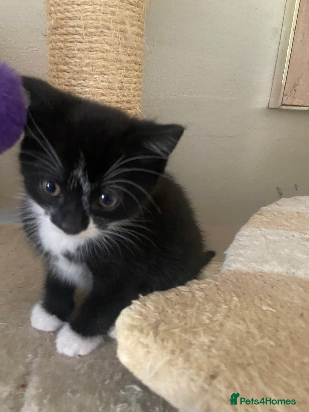 Mixed Breed cats for sale: Scottish fold cross for sale  - Image 35