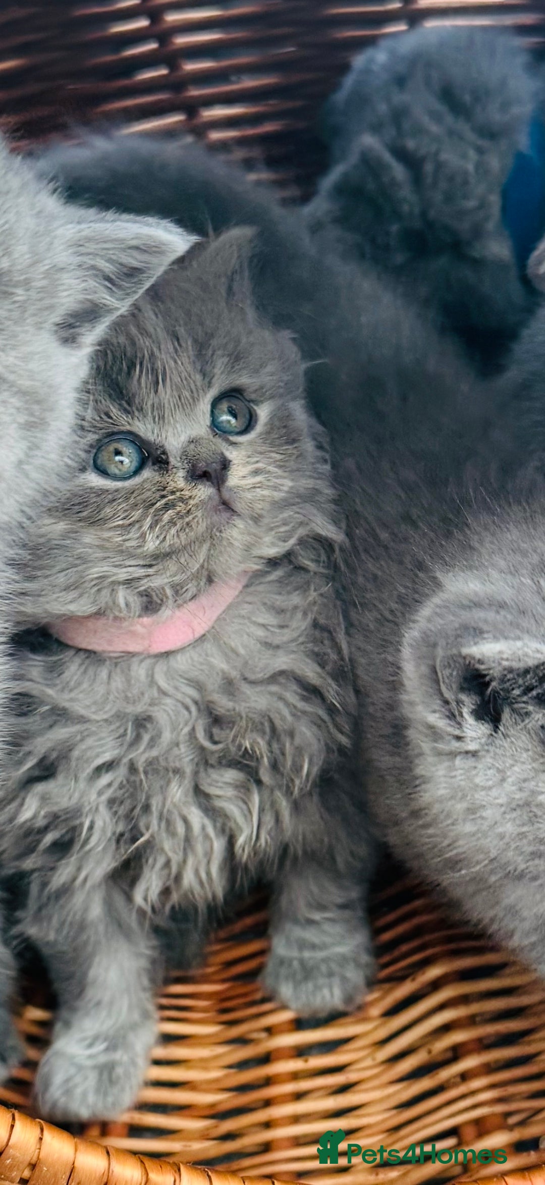 British Shorthair cats for sale: Gorgeous BHS kittens from grand champion gccf stud - Advert 16