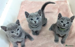 Russian Blue cats for sale: TICA Registered Affectionate Kittens - Image 10