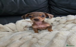 Miniature Dachshund dogs for sale: Miniature dachshunds  - Image 5