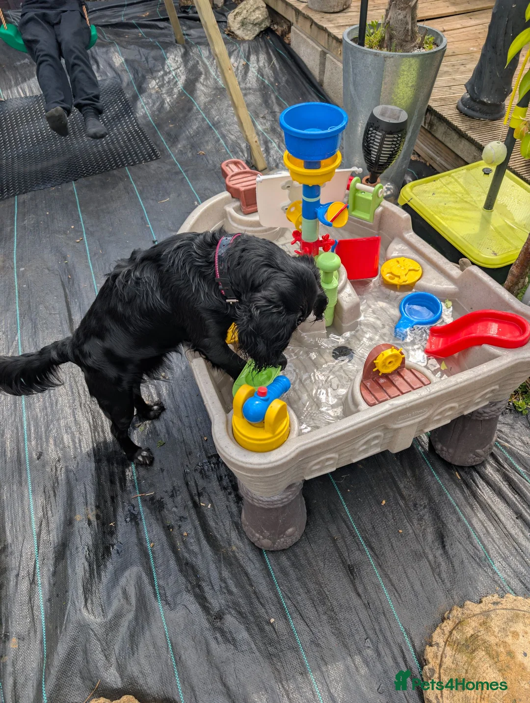Mixed Breed dogs for sale: Loving girl looking for her new forever home  - Advert 6