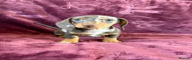 Miniature Dachshund 4