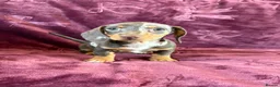 Miniature Dachshund dogs for sale: KC MINIATURE DACHSHUND PUPPIES  - Advert 8