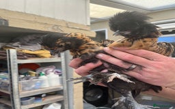 Chickens poultry for sale: Silkies - ducklings - Drakes - Advert 16