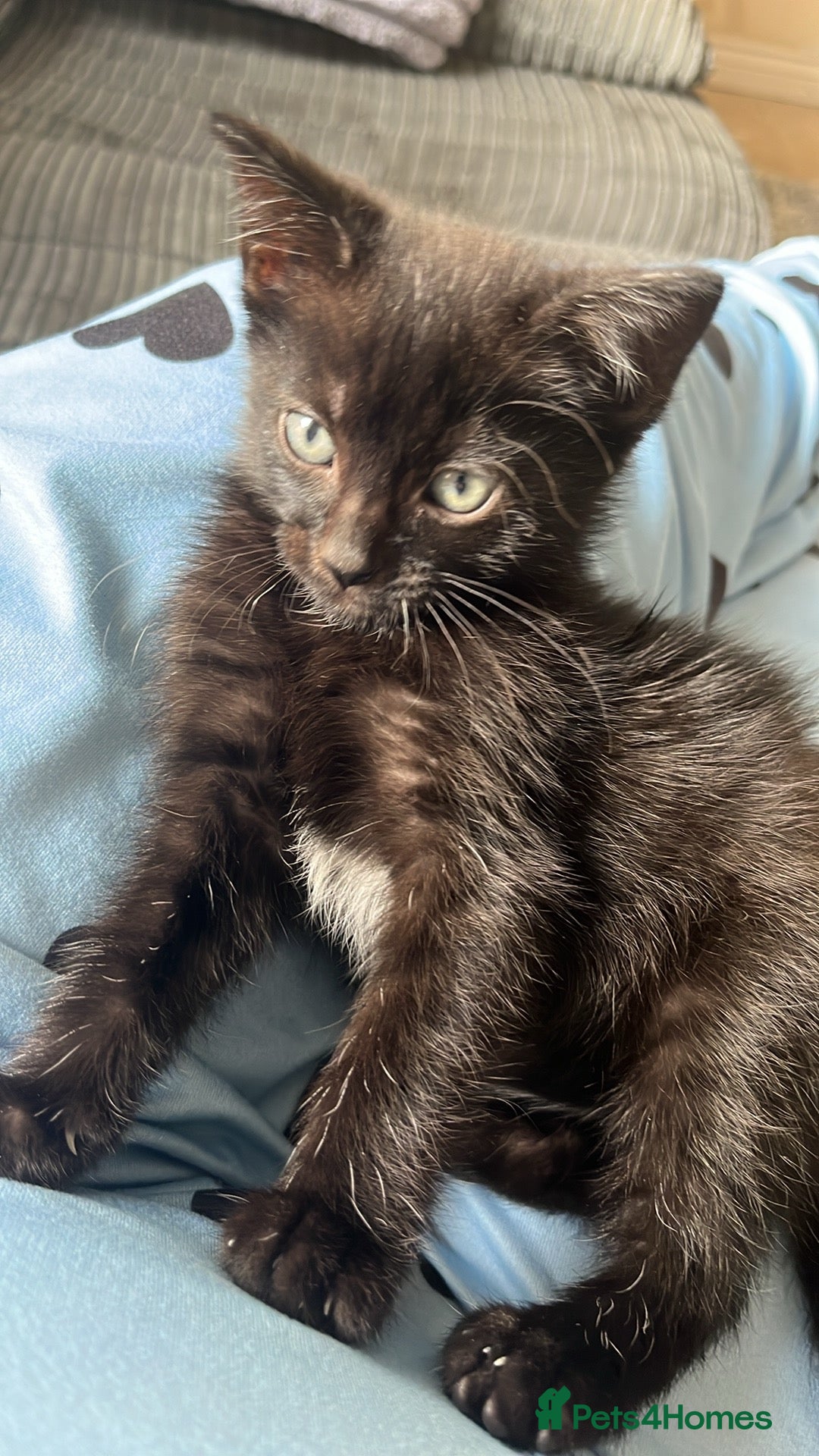 British Shorthair cats for sale: 2 kittens for rehoming - Image 3