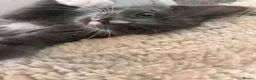 Mixed Breed cats for sale: 4 beautiful kittens looking for a loving home in Bromsgrove - Advert 9