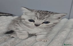 British Shorthair cats for sale: Beautiful gccf registered bsh kittens  - Image 2