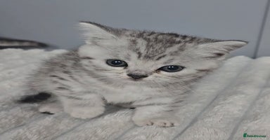 British Shorthair cats - Advert 3