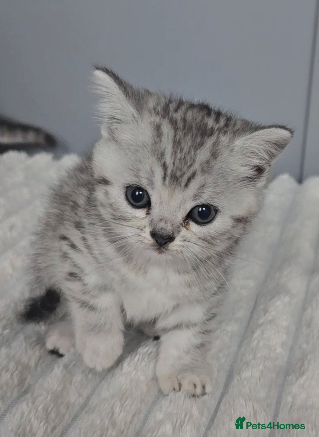 British Shorthair cats for sale: Beautiful gccf registered bsh kittens  - Image 2