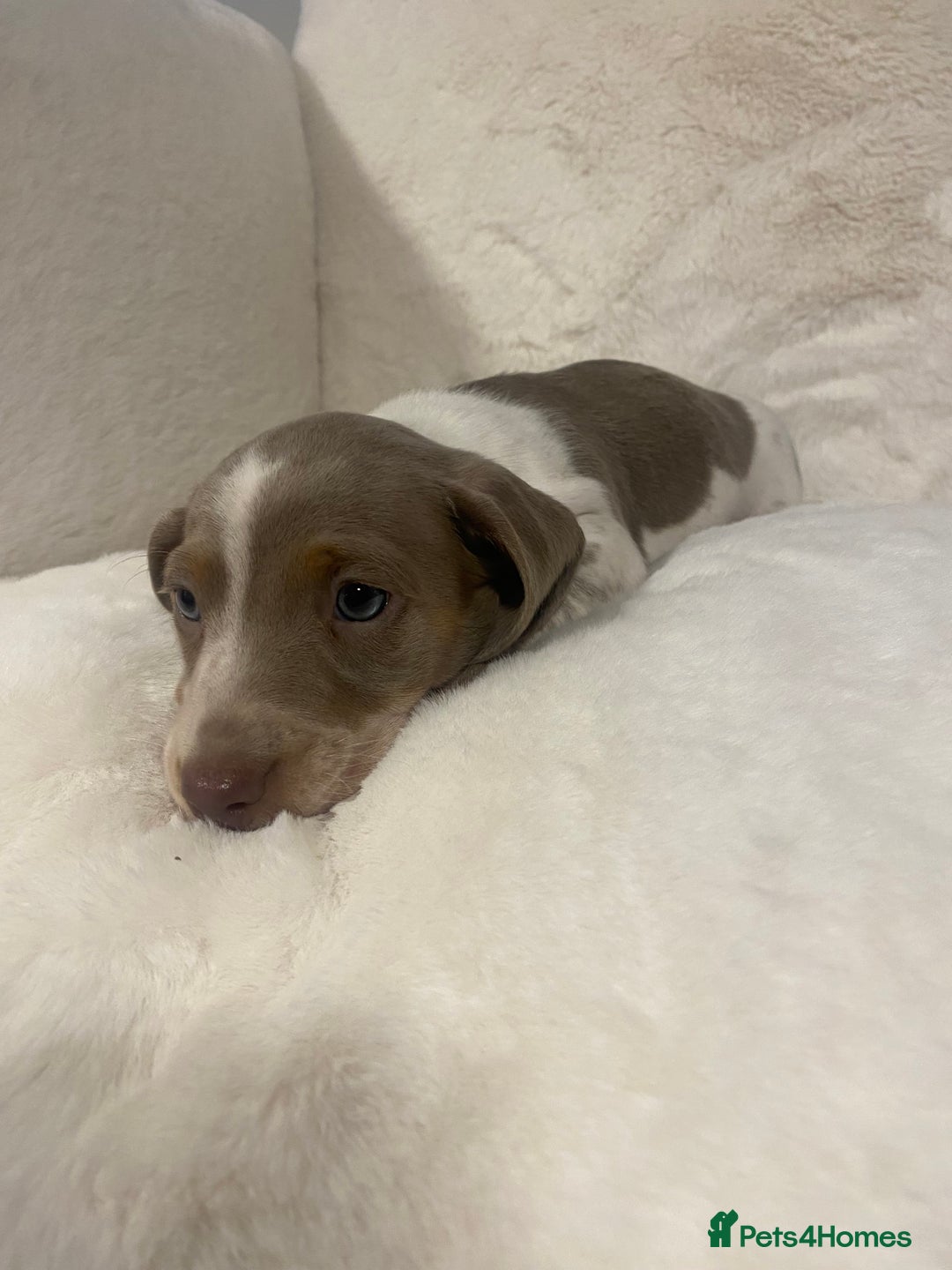 Miniature Dachshund dogs for sale: PRA Clear KC Registered Mini Dachshunds - Advert 6