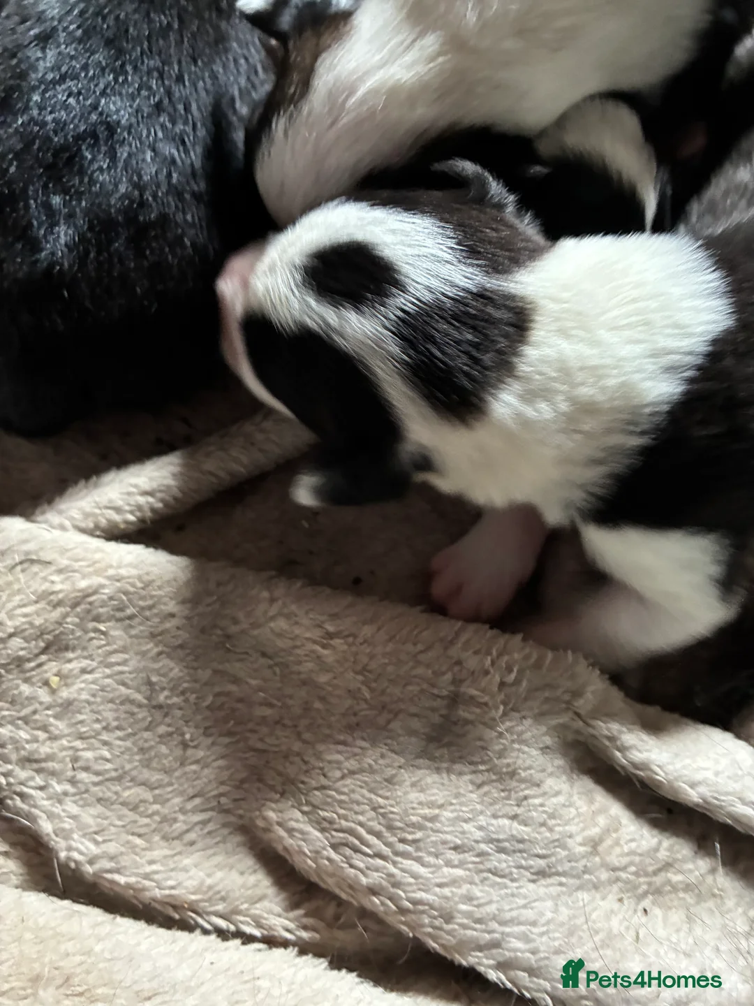 Mixed Breed dogs for sale: Puppies - Advert 4