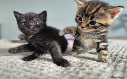 Mixed Breed cats for sale: 4 lovly kittens - Image 20
