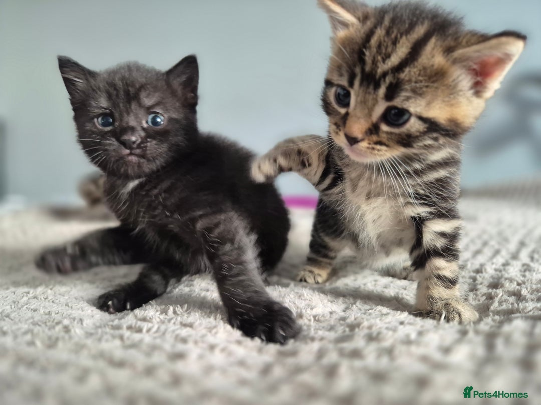 Mixed Breed cats for sale: 4 lovly kittens - Image 20