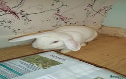 Beveren rabbits for sale: Star our fluffy white rabbit - Image 1