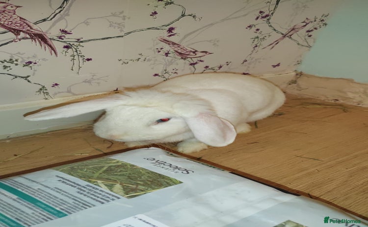 Beveren rabbits - Advert 1