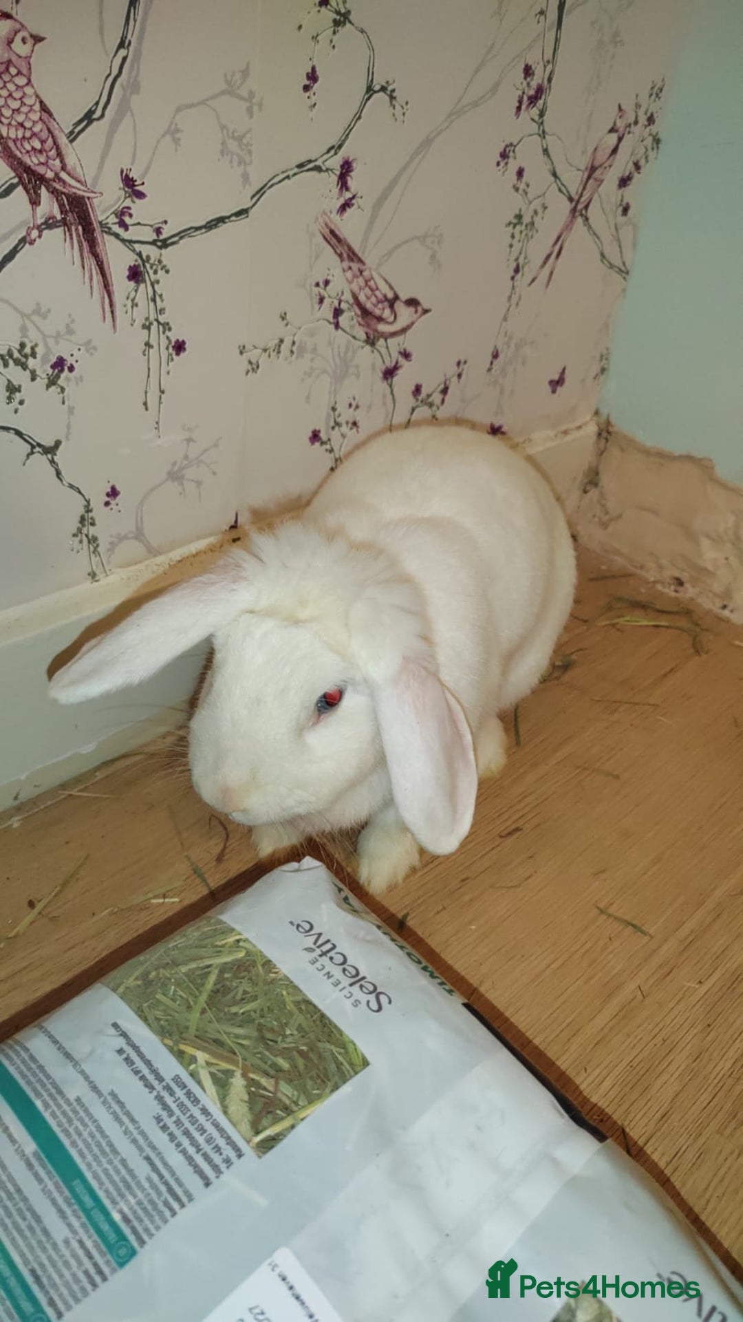 Beveren rabbits for sale: Star our fluffy white rabbit - Image 1