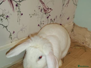 Beveren rabbits - Advert 20