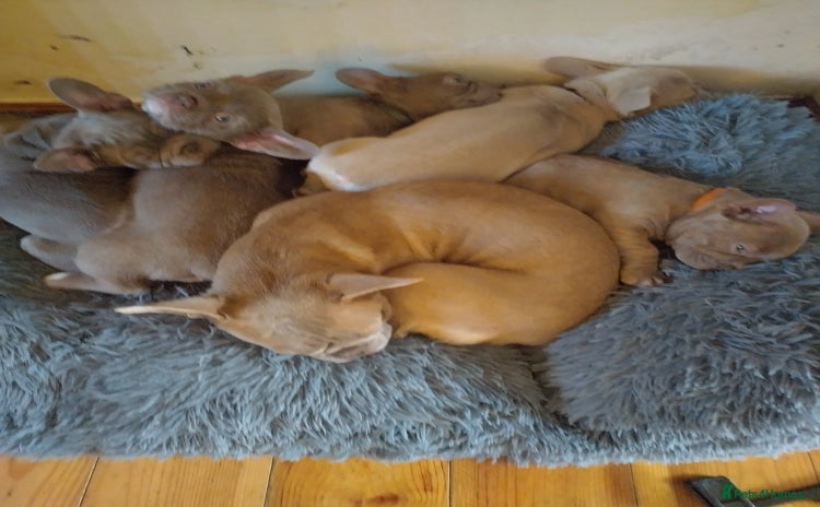 French Bulldog dogs Frenchies for sale  - Advert 1