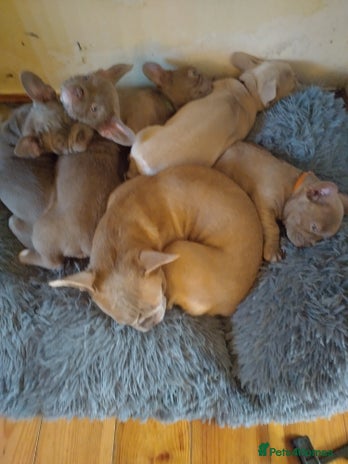 French Bulldog dogs Frenchies for sale - Advert 1