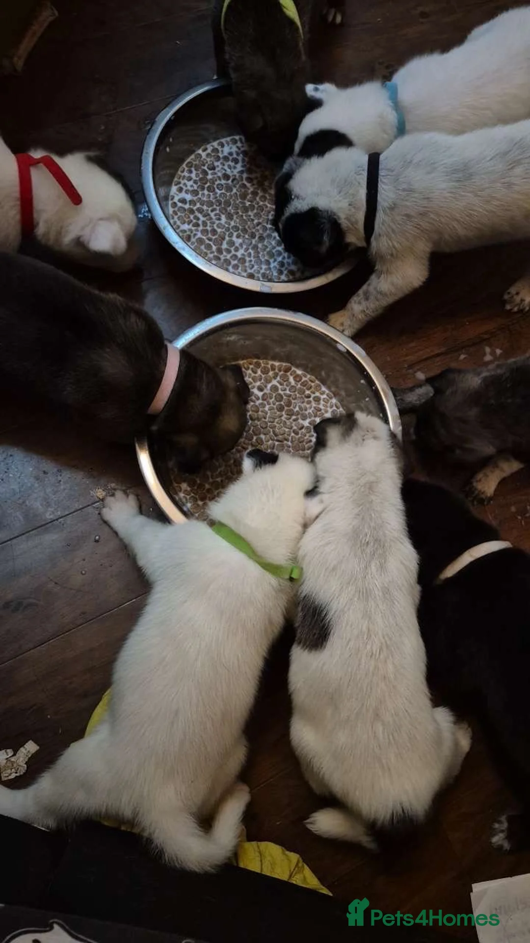 Mixed Breed dogs for sale: 7 beautiful Huskita’s for sale😍 - Advert 11